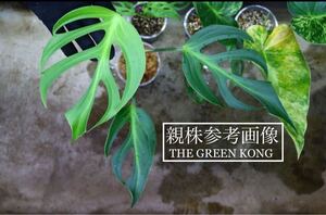 No.09/-TGK-r0306-/モンステラ モンステラ バールマルクスフレーム/Monstera burle marx