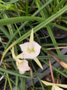 Brassavola tuberculata (tipo x trilabelo)　3