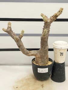 8821 「塊根植物」パキポディウム エニグマティクム 植え【発根・Pachypodium enigmaticum・多肉植物】