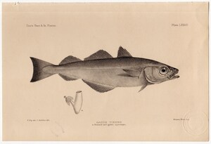 1880年 鋼版画 英国とアイルランドの魚類~タラ科 ポラック属 シロイトダラ GADUS VIRENS 蔵書印あり 博物画