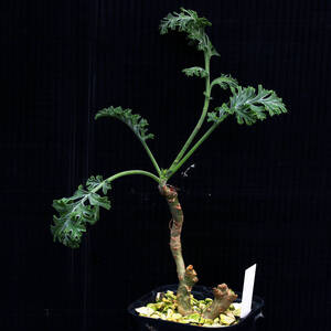 ペラルゴニウム・カルノーサム 根塊性 Pelargonium carnosum ∂∂∂