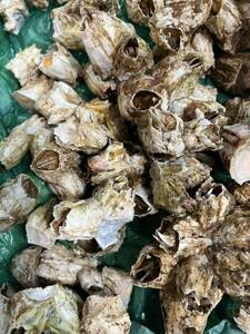 稀少 天然 フジツボ貝 3kg 青森県の特産品 蒸し煮 直焼き