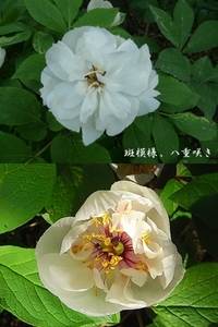 ♪山野草:：ヤマシャクヤク、山芍薬 『斑模様八重咲き　実生3年生』♪