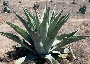 【種子】アガべ デュランゲンシス　Agave durangensis 種子10粒【送料無料】