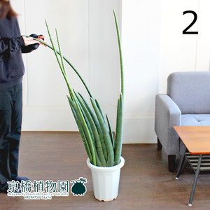 【現品】サンスベリア・ボンセレンシス 8号（2）Sansevieria boncellensis