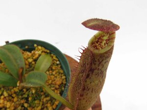 N.[(lowii × boschiana )× veitchii H/L)(k) (EPH-4-112-4) × N.hurrelliana #1 2号【現品限り】ネペンテス 食虫植物_15441