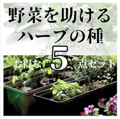 【ハーブの種】野菜を助けるハーブの種　５点セット（コンパニオンプランツとして）