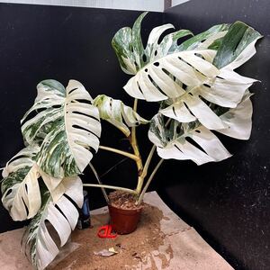 超最高級 超希少 極斑入り モンステラ ボルシギアナ ホワイト タイガー 1鉢　Varigated Monstera Borsigana 　