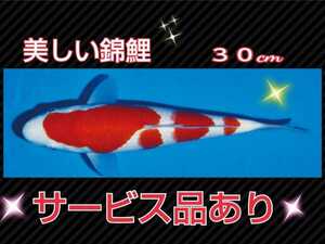 美しい錦鯉 ３０cm☆サービスあり→錦鯉の病気を防ぎ水質がアップする今、話題のヴァルナをお付け致します