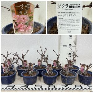 【桜苗　一才桜　旭山　接木　10鉢セット　4.5号 現品 送料無料】