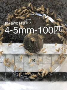 4~5㎜100匹＋30% 死着補償有　ヨーロッパイエコオロギ●フタホシコオロギ より丈夫で管理しやすく 臭い少なめ。