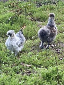 烏骨鶏(アメリカンシルキー）の有精卵12個　【食用】　送料税込2500円　産卵3日以内　平飼い　広島米、広島牡蠣ガラを食べて育ちました　