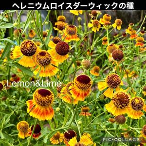 ヘレニウム　ロイスダーウィック　花の種