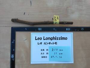 ☆イチジク 穂木 レオ ルンギッシモ Leo Longhissimo レオ ロンギッシモ １本 挿し木 挿し穂 穂木☆