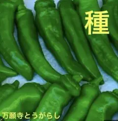 万願寺とうがらし　25粒　野菜の種