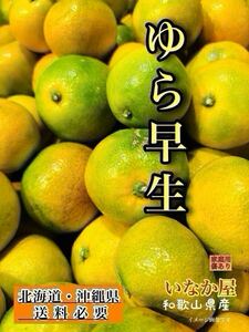 ゆら早生　早生　みかん10kg 和歌山　有田　フルーツ　柑橘　果物　食品　数量限定　早い者勝ち　3点　　特価価格