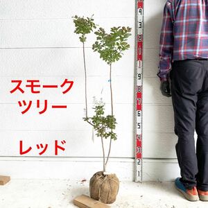 スモークツリー　レッド　約:110cm 【煙の木/ドライフラワーシンボルツリー根巻 落葉樹 庭木 赤色 】226031