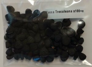 ユッカ トレクレアーナ 種子 100粒+α Yucca Treculeana 100 seeds+α 種