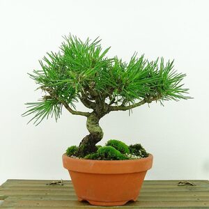 盆栽 松 黒松 樹高 約15cm くろまつ Pinus thunbergii クロマツ マツ科 常緑針葉樹 観賞用 小品 現品