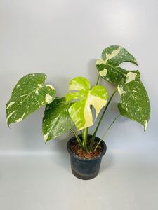 「17」 即決可！　モンステラ デリシオーサ タイコンステレーション 斑入り Monstera Thai Constellation Variegata 