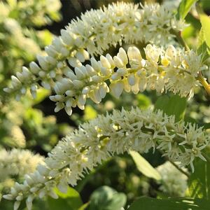 コバノズイナ　リトルヘンリー　花の苗