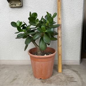 多肉植物　金のなる木　お花は咲きません⑥