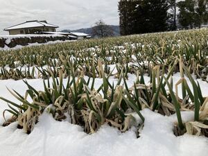 ネギ苗　長ネギぼうずしらず　200本セット！