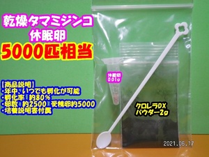 【送料無料】◆激安◆タマミジンコ乾燥休眠卵◆約2500粒◆約5000匹・0.01ｇ◆培養キット◆ 