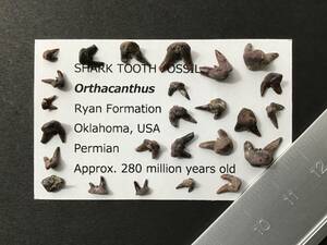 サメ 歯 化石 オルサカンサス [OR10] サメの歯 鮫の歯 鮫 牙