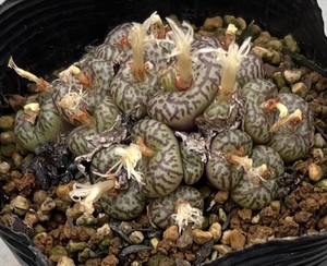 コノフィツム　Conophytum obcordellum “conspicuum” Holbak SH ②