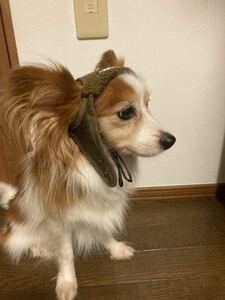 新品　小型犬用　帽子　ブラウン