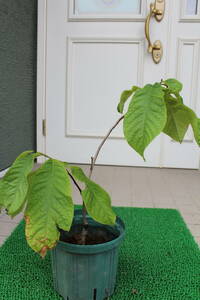 ポポー（ラベル落ち）接ぎ木苗　鉢下から芽先まで５０ｃｍ（ラベル落ちのため５円スタート）ご縁がありますように！