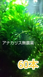 アナカリス無農薬60本・淡水用