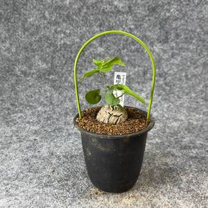 【鉢ごと発送】アフリカ型 亀甲竜 / Dioscorea elephantipes / 3号鉢 / 塊根・多肉植物【現品】 24-10-3-22