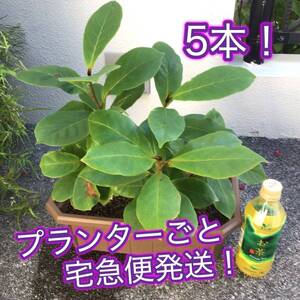 【特価！】5本！プランターごと宅急便発送！沖縄県産実生苗モモタマナ（コバテイシ） ヤフオクおてがる配送宅急便