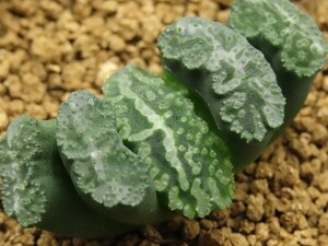 ■[W037]大黒竜【多肉植物　Haworthia　ハオルチア　ハオルシア】