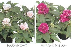 【花の種】矮性ほうせんか　トップノット　ミックス　３０粒　背の低い完全八重　４種郵便にて発送　ホウセンカ　鳳仙花