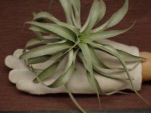 Tillandsia cacticola 