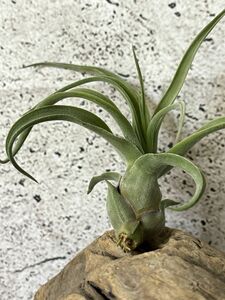 【Frontier Plants】チランジア・ストレプトフィラｘシッティングプリティ T. Streptophylla x Sitting Prettyエアプランツ ブロメリア