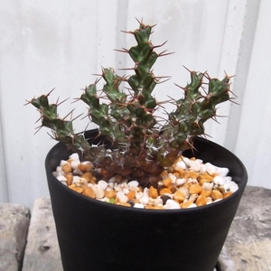 現物出品【ユーフォルビア・レネウトニー＊Euphorbia lenewtonii】2.5号