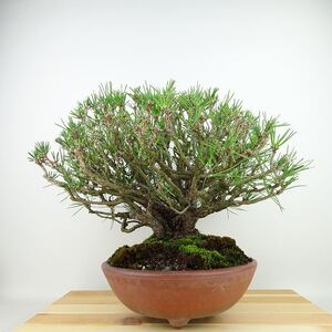 盆栽 松 黒松 樹高 約25cm くろまつ Pinus thunbergii クロマツ マツ科 常緑針葉樹 観賞用 現品