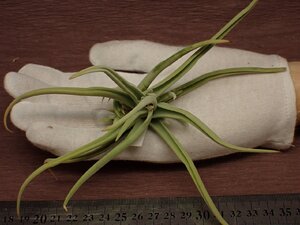 Tillandsia santiagoensis チランジア・サンチャゴエンシス 456■エアプランツDF