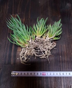 ハオルチア 星の林 多肉植物