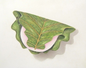 色鉛筆画・ネコポスサイズ・食物画 柏餅 和菓子 イラスト　(145×180) 絵画 