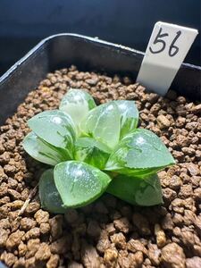 56 ハオルチア 多肉植物　琉璃コレクタ錦丸葉　自家繁殖　抜き苗発送