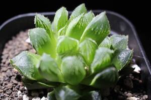 初夢殿　Haworthia　ハオルチア