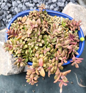 アナカンプセロス 桜吹雪　多肉植物　苗