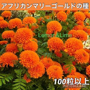 アフリカンマリーゴールド橙 花の種