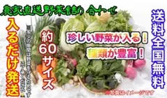 おまかせ冬野菜詰め合わせ約60サイズ入るだけ発送！最終値下げ！