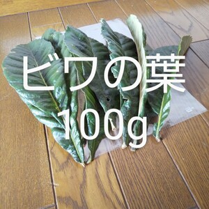 びわの葉 簡易包装込み約100g 農薬不使用